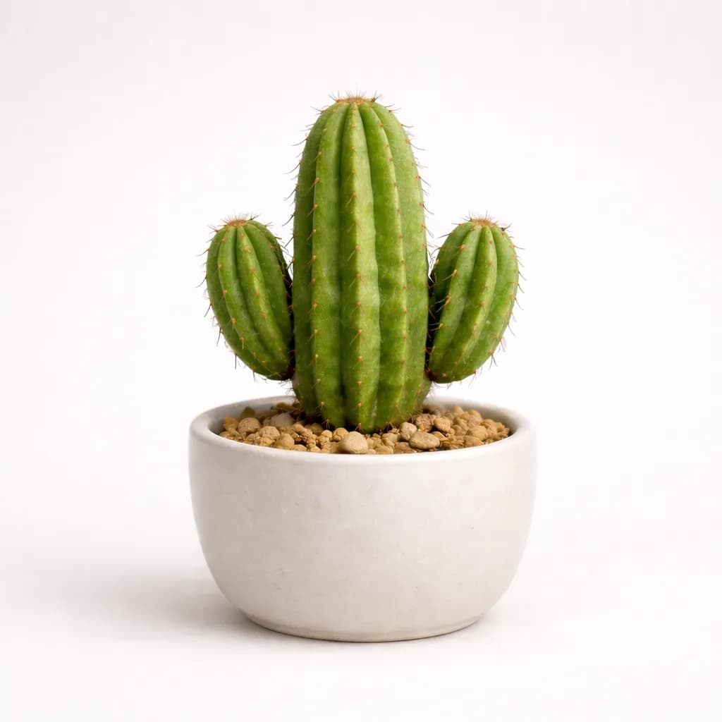 Cactus water reminder app — thriving green cactus illustration showing a full day of hydration